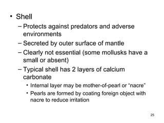 • Shell
– Protects against predators and adverse
environments
– Secreted by outer surface of mantle
– Clearly not essential (some mollusks have a
small or absent)
– Typical shell has 2 layers of calcium
carbonate
• Internal layer may be mother-of-pearl or “nacre”
• Pearls are formed by coating foreign object with
nacre to reduce irritation
25
 