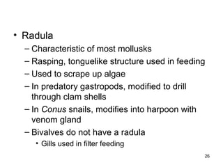 • Radula
– Characteristic of most mollusks
– Rasping, tonguelike structure used in feeding
– Used to scrape up algae
– In predatory gastropods, modified to drill
through clam shells
– In Conus snails, modifies into harpoon with
venom gland
– Bivalves do not have a radula
• Gills used in filter feeding
26
 