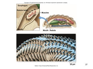 27
Copyright © The McGraw-Hill Companies, Inc. Permission required for reproduction or display.
Esophagus
Radula tooth
Muscles
Mouth
RadulaMouth
25 µm
Bottom: © Eye of Science/Photo Researchers, Inc.
 