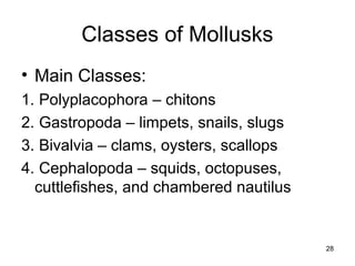 28
Classes of Mollusks
• Main Classes:
1. Polyplacophora – chitons
2. Gastropoda – limpets, snails, slugs
3. Bivalvia – clams, oysters, scallops
4. Cephalopoda – squids, octopuses,
cuttlefishes, and chambered nautilus
 