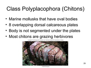 29
Class Polyplacophora (Chitons)
• Marine mollusks that have oval bodies
• 8 overlapping dorsal calcareous plates
• Body is not segmented under the plates
• Most chitons are grazing herbivores
 