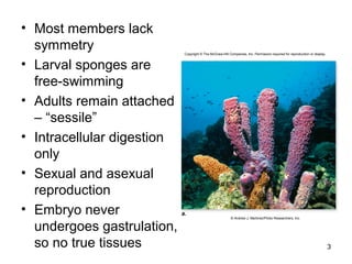 • Most members lack
symmetry
• Larval sponges are
free-swimming
• Adults remain attached
– “sessile”
• Intracellular digestion
only
• Sexual and asexual
reproduction
• Embryo never
undergoes gastrulation,
so no true tissues 3
Copyright © The McGraw-Hill Companies, Inc. Permission required for reproduction or display.
© Andrew J. Martinez/Photo Researchers, Inc.
a.
 