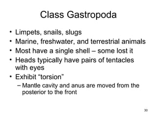 Class Gastropoda
• Limpets, snails, slugs
• Marine, freshwater, and terrestrial animals
• Most have a single shell – some lost it
• Heads typically have pairs of tentacles
with eyes
• Exhibit “torsion”
– Mantle cavity and anus are moved from the
posterior to the front
30
 
