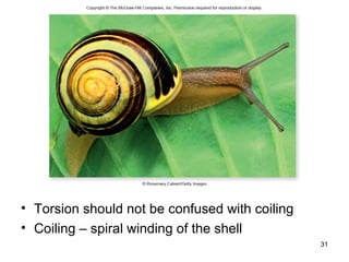 • Torsion should not be confused with coiling
• Coiling – spiral winding of the shell
31
 