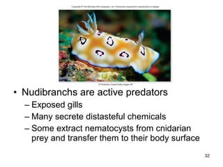• Nudibranchs are active predators
– Exposed gills
– Many secrete distasteful chemicals
– Some extract nematocysts from cnidarian
prey and transfer them to their body surface
32
 