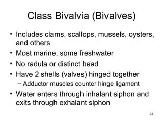 33
Class Bivalvia (Bivalves)
• Includes clams, scallops, mussels, oysters,
and others
• Most marine, some freshwater
• No radula or distinct head
• Have 2 shells (valves) hinged together
– Adductor muscles counter hinge ligament
• Water enters through inhalant siphon and
exits through exhalant siphon
 