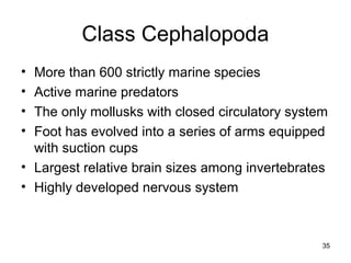 Class Cephalopoda
• More than 600 strictly marine species
• Active marine predators
• The only mollusks with closed circulatory system
• Foot has evolved into a series of arms equipped
with suction cups
• Largest relative brain sizes among invertebrates
• Highly developed nervous system
35
 