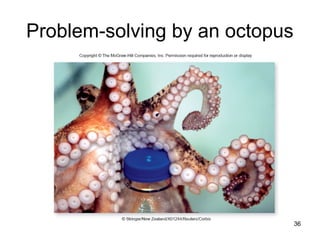 Problem-solving by an octopus
36
 