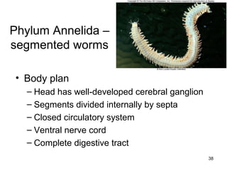38
Phylum Annelida –
segmented worms
• Body plan
– Head has well-developed cerebral ganglion
– Segments divided internally by septa
– Closed circulatory system
– Ventral nerve cord
– Complete digestive tract
 