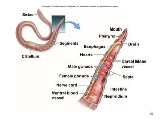 39
Copyright © The McGraw-Hill Companies, Inc. Permission required for reproduction or display.
Brain
Dorsal blood
vessel
Septa
Intestine
Nephridium
Mouth
Pharynx
Esophagus
Clitellum
Setae
Ventral blood
vessel
Nerve cord
Female gonads
Male gonads
Segments
Hearts
 