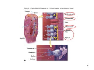 4
Copyright © The McGraw-Hill Companies, Inc. Permission required for reproduction or display.
Osculum
Water
Epidermal cell
Amoebocyte
Pore
Choanocyte
Spongin
fiber
Spicule
Nucleus
b.
Collar
Flagellum
Choanocyte
Ostium
 