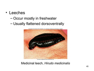 • Leeches
– Occur mostly in freshwater
– Usually flattened dorsoventrally
40
Medicinal leech, Hirudo medicinalis
 
