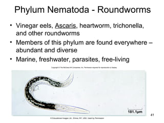 • Vinegar eels, Ascaris, heartworm, trichonella,
and other roundworms
• Members of this phylum are found everywhere –
abundant and diverse
• Marine, freshwater, parasites, free-living
41
181.1µm
Copyright © The McGraw-Hill Companies, Inc. Permission required for reproduction or display.
© Educational Images Ltd., Elmira, NY, USA. Used by Permission
Phylum Nematoda - Roundworms
 