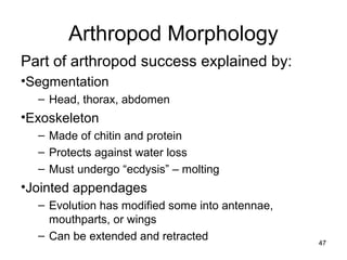 Arthropod Morphology
Part of arthropod success explained by:
•Segmentation
– Head, thorax, abdomen
•Exoskeleton
– Made of chitin and protein
– Protects against water loss
– Must undergo “ecdysis” – molting
•Jointed appendages
– Evolution has modified some into antennae,
mouthparts, or wings
– Can be extended and retracted 47
 