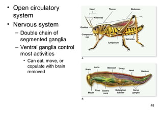 • Open circulatory
system
• Nervous system
– Double chain of
segmented ganglia
– Ventral ganglia control
most activities
• Can eat, move, or
copulate with brain
removed
48
Head Thorax Abdomen
Spiracles
Tympanum
Compound
eye
Ocellus
Antennae
Brain
Aorta Stomach Ovary
Heart Rectum
Mouth
Crop Gastric
ceca
Malpighian
tubules
Nerve
ganglia
a.
b.
 