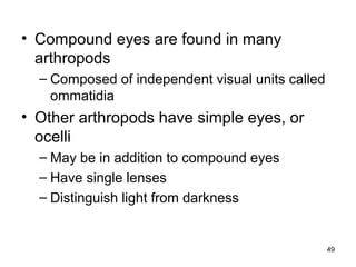 • Compound eyes are found in many
arthropods
– Composed of independent visual units called
ommatidia
• Other arthropods have simple eyes, or
ocelli
– May be in addition to compound eyes
– Have single lenses
– Distinguish light from darkness
49
 