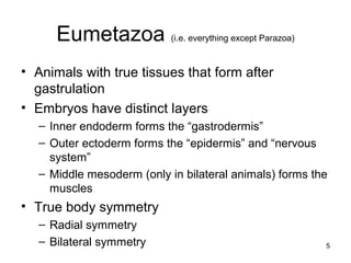 Eumetazoa (i.e. everything except Parazoa)
• Animals with true tissues that form after
gastrulation
• Embryos have distinct layers
– Inner endoderm forms the “gastrodermis”
– Outer ectoderm forms the “epidermis” and “nervous
system”
– Middle mesoderm (only in bilateral animals) forms the
muscles
• True body symmetry
– Radial symmetry
– Bilateral symmetry 5
 