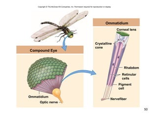 50
Copyright © The McGraw-Hill Companies, Inc. Permission required for reproduction or display.
Ommatidium
Corneal lens
Crystalline
cone
Rhabdom
Retinular
cells
Pigment
cell
Nervefiber
Ommatidium
Optic nerve
Compound Eye
 