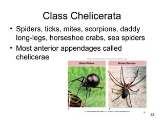 Class Chelicerata
• Spiders, ticks, mites, scorpions, daddy
long-legs, horseshoe crabs, sea spiders
• Most anterior appendages called
chelicerae
52
 