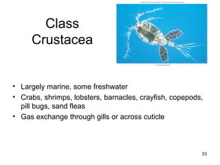 Class
Crustacea
• Largely marine, some freshwater
• Crabs, shrimps, lobsters, barnacles, crayfish, copepods,
pill bugs, sand fleas
• Gas exchange through gills or across cuticle
53
 