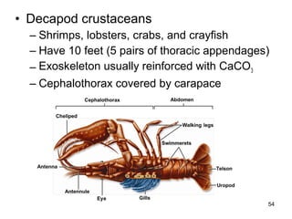 • Decapod crustaceans
– Shrimps, lobsters, crabs, and crayfish
– Have 10 feet (5 pairs of thoracic appendages)
– Exoskeleton usually reinforced with CaCO3
– Cephalothorax covered by carapace
54
 