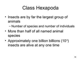 Class Hexapoda
• Insects are by far the largest group of
animals
– Number of species and number of individuals
• More than half of all named animal
species
• Approximately one billion billions (1018
)
insects are alive at any one time
56
 