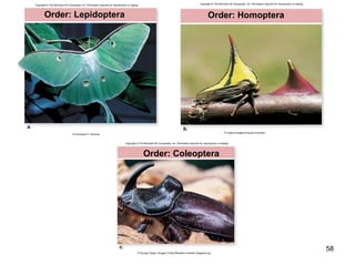58
Order: Lepidoptera
a.
© Cleveland P. Hickman
Copyright © The McGraw-Hill Companies, Inc. Permission required for reproduction or display.
Order: Homoptera
b.
© Valorie Hodgson/Visuals Unlimited
Copyright © The McGraw-Hill Companies, Inc. Permission required for reproduction or display.
c.
Order: Coleoptera
© Gyorgy Csoka, Hungary Forest Research Institute, Bugwood.org
Copyright © The McGraw-Hill Companies, Inc. Permission required for reproduction or display.
 