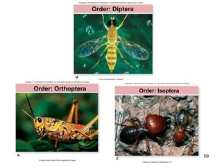59
Order: Diptera
d. © Kjell Sandved/Butterfl y Alphabet
Copyright © The McGraw-Hill Companies, Inc. Permission required for reproduction or display.
e.
Order: Orthoptera
© Greg Johnston/Lonely Planet Images/Getty Images
Copyright © The McGraw-Hill Companies, Inc. Permission required for reproduction or display.
Copyright © The McGraw-Hill Companies, Inc. Permission required for reproduction or display.
f.
Order: Isoptera
© Nature’s Images/Photo Researchers, Inc.
 