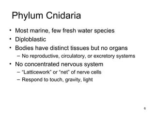 Phylum Cnidaria
• Most marine, few fresh water species
• Diploblastic
• Bodies have distinct tissues but no organs
– No reproductive, circulatory, or excretory systems
• No concentrated nervous system
– “Latticework” or “net” of nerve cells
– Respond to touch, gravity, light
6
 