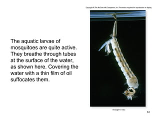 61
The aquatic larvae of
mosquitoes are quite active.
They breathe through tubes
at the surface of the water,
as shown here. Covering the
water with a thin film of oil
suffocates them.
 