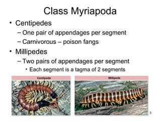 Class Myriapoda
• Centipedes
– One pair of appendages per segment
– Carnivorous – poison fangs
• Millipedes
– Two pairs of appendages per segment
• Each segment is a tagma of 2 segments
– Herbivores
63
 