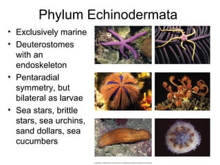 Phylum Echinodermata
• Exclusively marine
• Deuterostomes
with an
endoskeleton
• Pentaradial
symmetry, but
bilateral as larvae
• Sea stars, brittle
stars, sea urchins,
sand dollars, sea
cucumbers
64
 