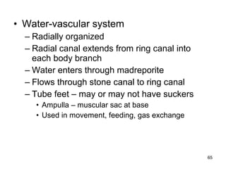 • Water-vascular system
– Radially organized
– Radial canal extends from ring canal into
each body branch
– Water enters through madreporite
– Flows through stone canal to ring canal
– Tube feet – may or may not have suckers
• Ampulla – muscular sac at base
• Used in movement, feeding, gas exchange
65
 