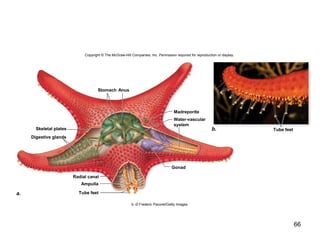 66
Copyright © The McGraw-Hill Companies, Inc. Permission required for reproduction or display.
a.
b. Tube feetSkeletal plates
Digestive glands
Radial canal
Ampulla
Tube feet
Gonad
Stomach Anus
Madreporite
Water-vascular
system
b: © Frederic Pacorel/Getty Images
 