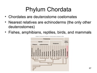 67
Phylum Chordata
• Chordates are deuterostome coelomates
• Nearest relatives are echinoderms (the only other
deuterostomes)
• Fishes, amphibians, reptiles, birds, and mammals
Copyright © The McGraw-Hill Companies, Inc. Permission required for reproduction or display.
Protostomes
Spiralia
Ecdysozoa
Platyzoa Lophotrochozoa
Micrognathozoa
Rotifera
Cycliophora
Platyhelminthes
Brachiopoda
Bryozoa
Annelida
Mollusca
Nemertea
Loricifera
Kinorhyncha
Nematoda
Tardigrada
Arthropoda
Onychophora
Chaetognatha
Echinodermata
Chordata
Deuter-
ostomes
 