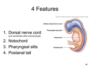 4 Features
1. Dorsal nerve cord
(not ventral like other animal phyla)
2. Notochord
3. Pharyngeal slits
4. Postanal tail
68
Copyright © The McGraw-Hill Companies, Inc. Permission required for reproduction or display.
Hollow dorsal nerve cord
Pharyngeal pouches
Notochord
Postanal tail
 