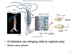 • Cnidarians use stinging cells to capture prey
– Some carry venom
7
Tentacles
Mouth
Gastrodermis Epidermis
Nematocyte
Trigger
Undischarged
nematocyst
TubuleDischarged
nematocyst
Nematocyte
with nematocyst
Sensory
cell
Mesoglea
Hydra3.3 mm
(inset): © Roland Birke/Phototake
Copyright © The McGraw-Hill Companies, Inc. Permission required for reproduction or display.
 