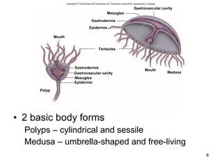 • 2 basic body forms
Polyps – cylindrical and sessile
Medusa – umbrella-shaped and free-living
8
Gastrovascular cavity
Medusa
Mouth
Mesoglea
Mouth
Polyp
Gastrodermis
Epidermis
Tentacles
Epidermis
Mesoglea
Gastrovascular cavity
Gastrodermis
Copyright © The McGraw-Hill Companies, Inc. Permission required for reproduction or display.
 