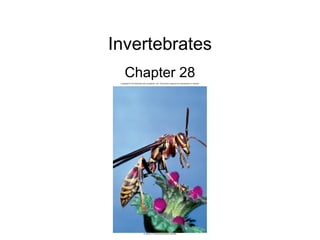 Invertebrates
Chapter 28
 
