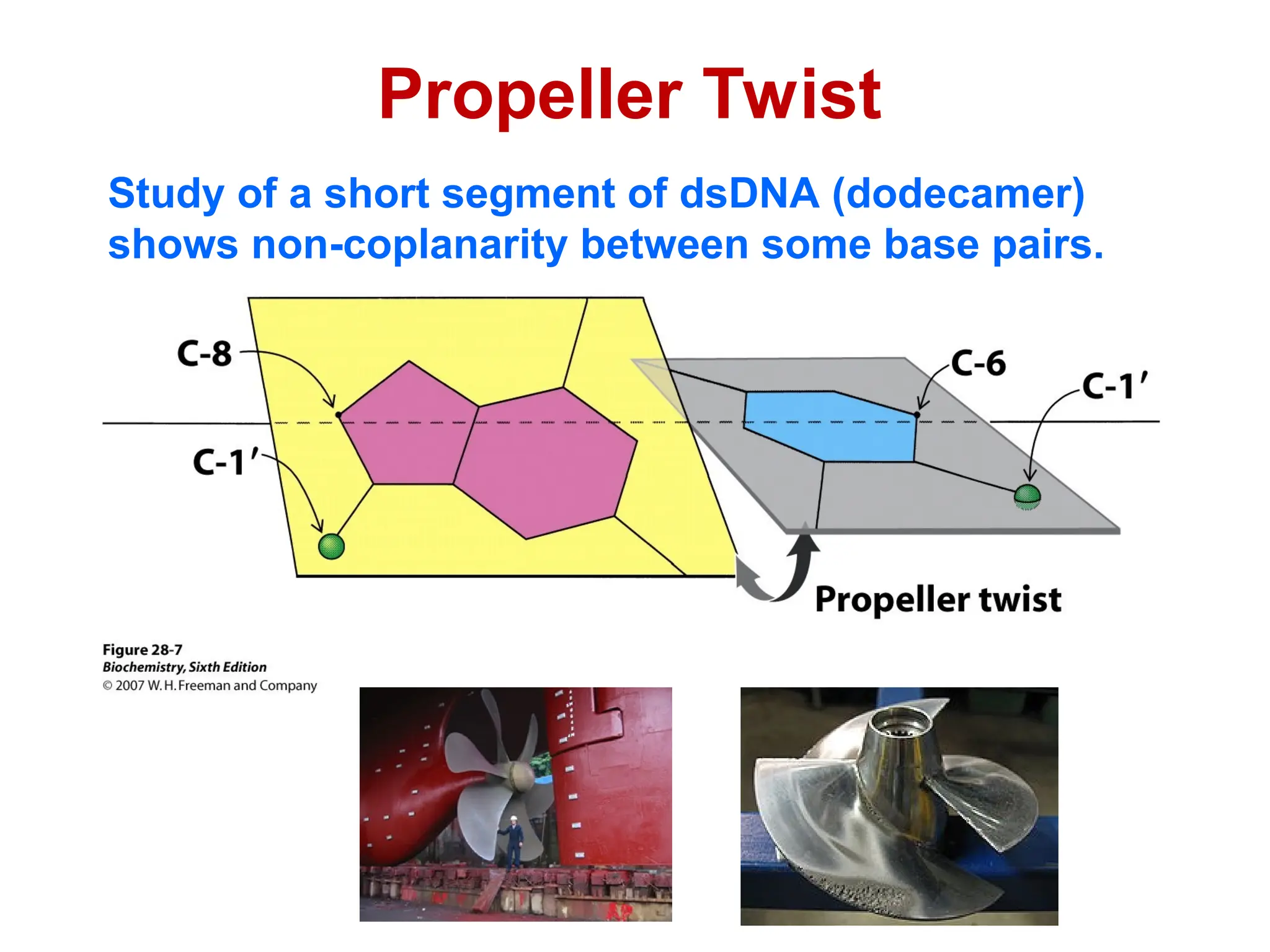 Propeller Twist
Study of a short segment of dsDNA (dodecamer)
shows non-coplanarity between some base pairs.
 