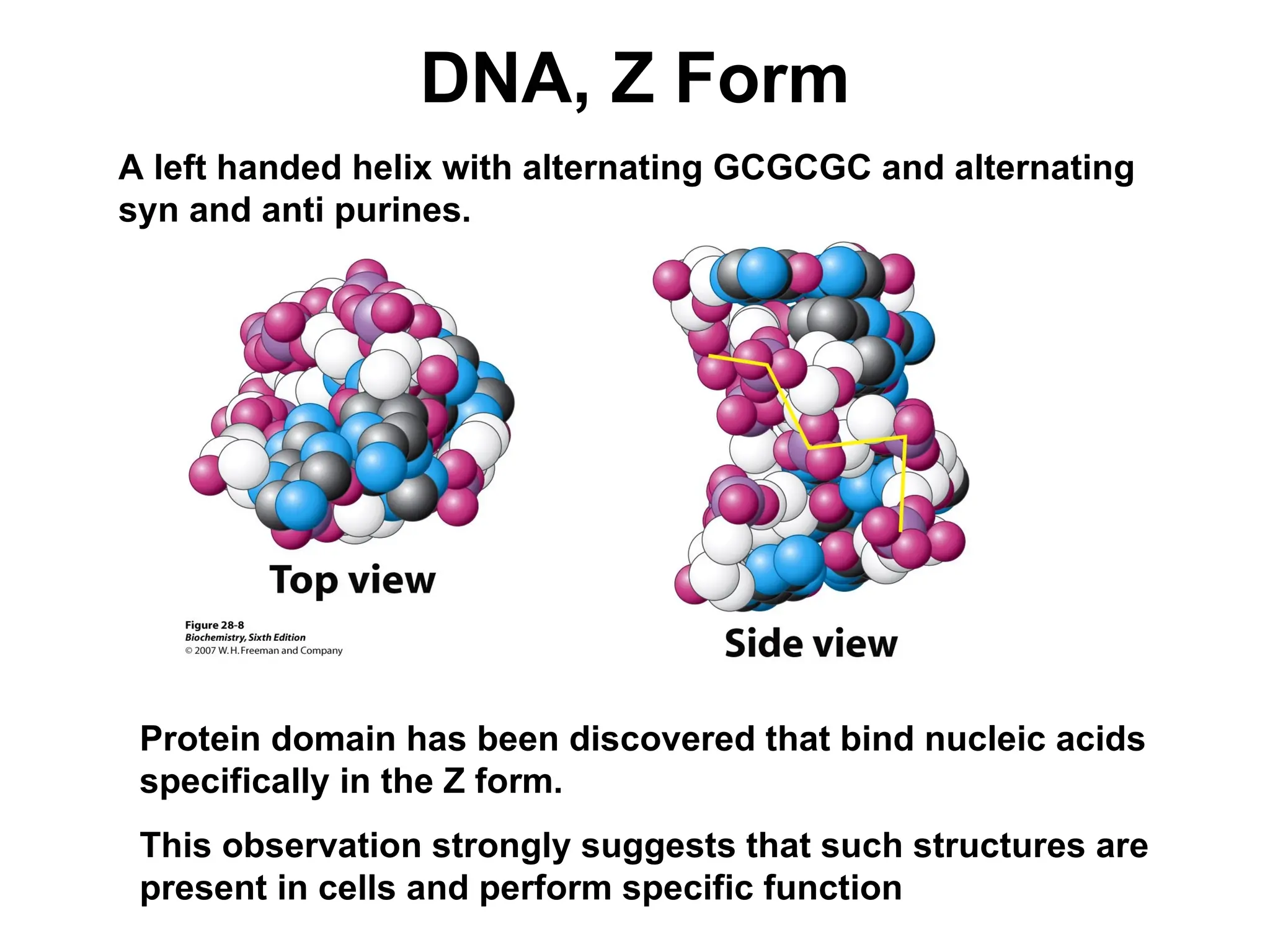DNA, Z Form
A left handed helix with alternating GCGCGC and alternating
syn and anti purines.
Protein domain has been discovered that bind nucleic acids
specifically in the Z form.
This observation strongly suggests that such structures are
present in cells and perform specific function
 