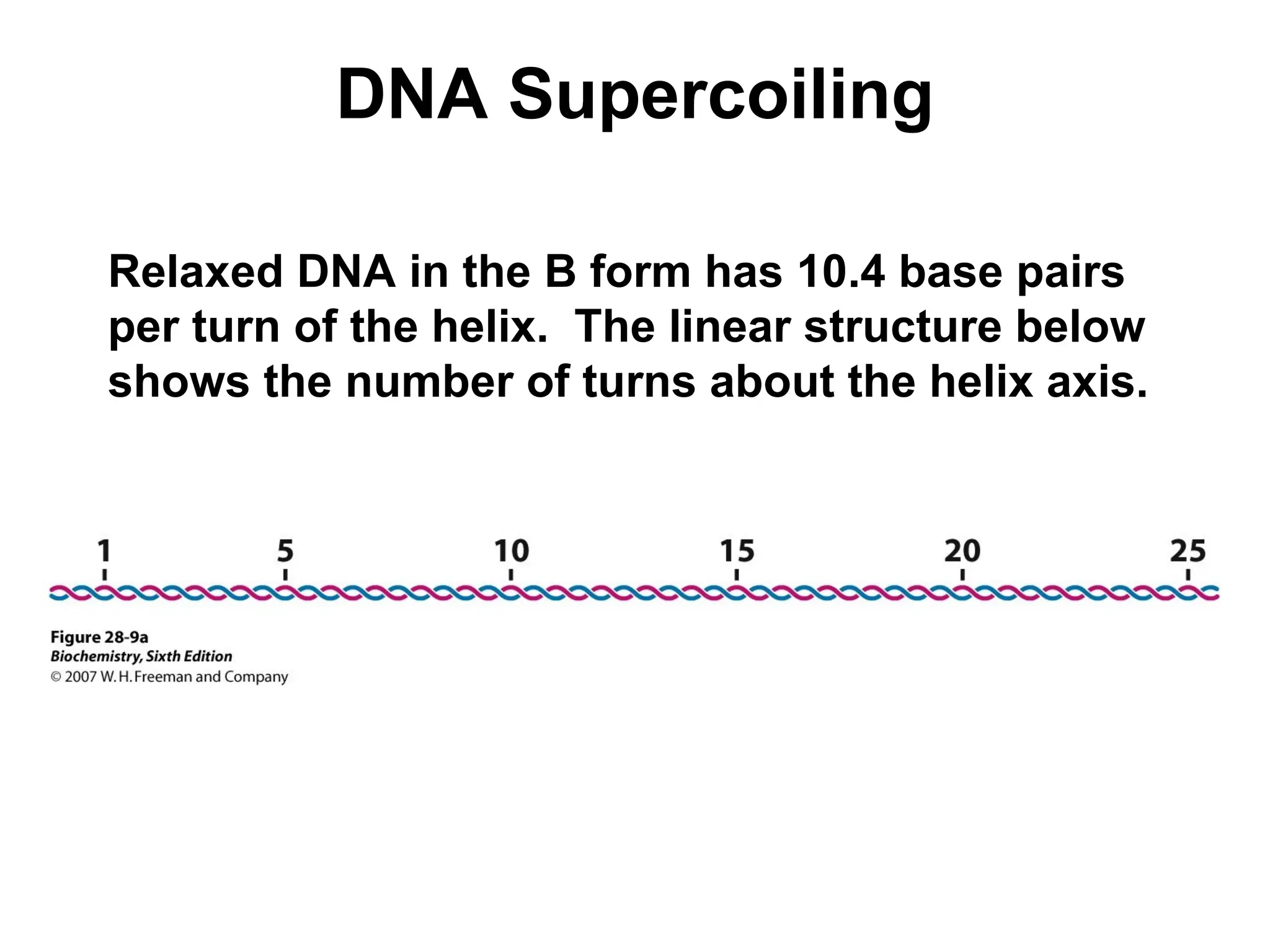 DNA Supercoiling
Relaxed DNA in the B form has 10.4 base pairs
per turn of the helix. The linear structure below
shows the number of turns about the helix axis.
 