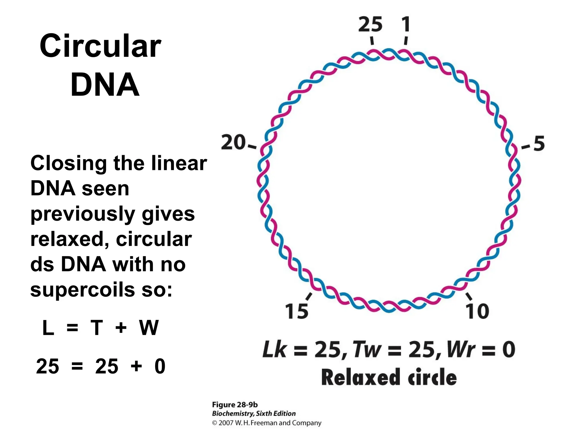 Circular
DNA
Closing the linear
DNA seen
previously gives
relaxed, circular
ds DNA with no
supercoils so:
L = T + W
25 = 25 + 0
 