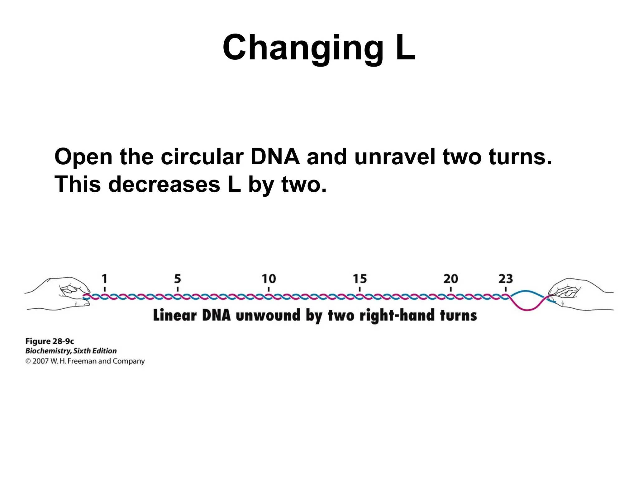 Changing L
Open the circular DNA and unravel two turns.
This decreases L by two.
 