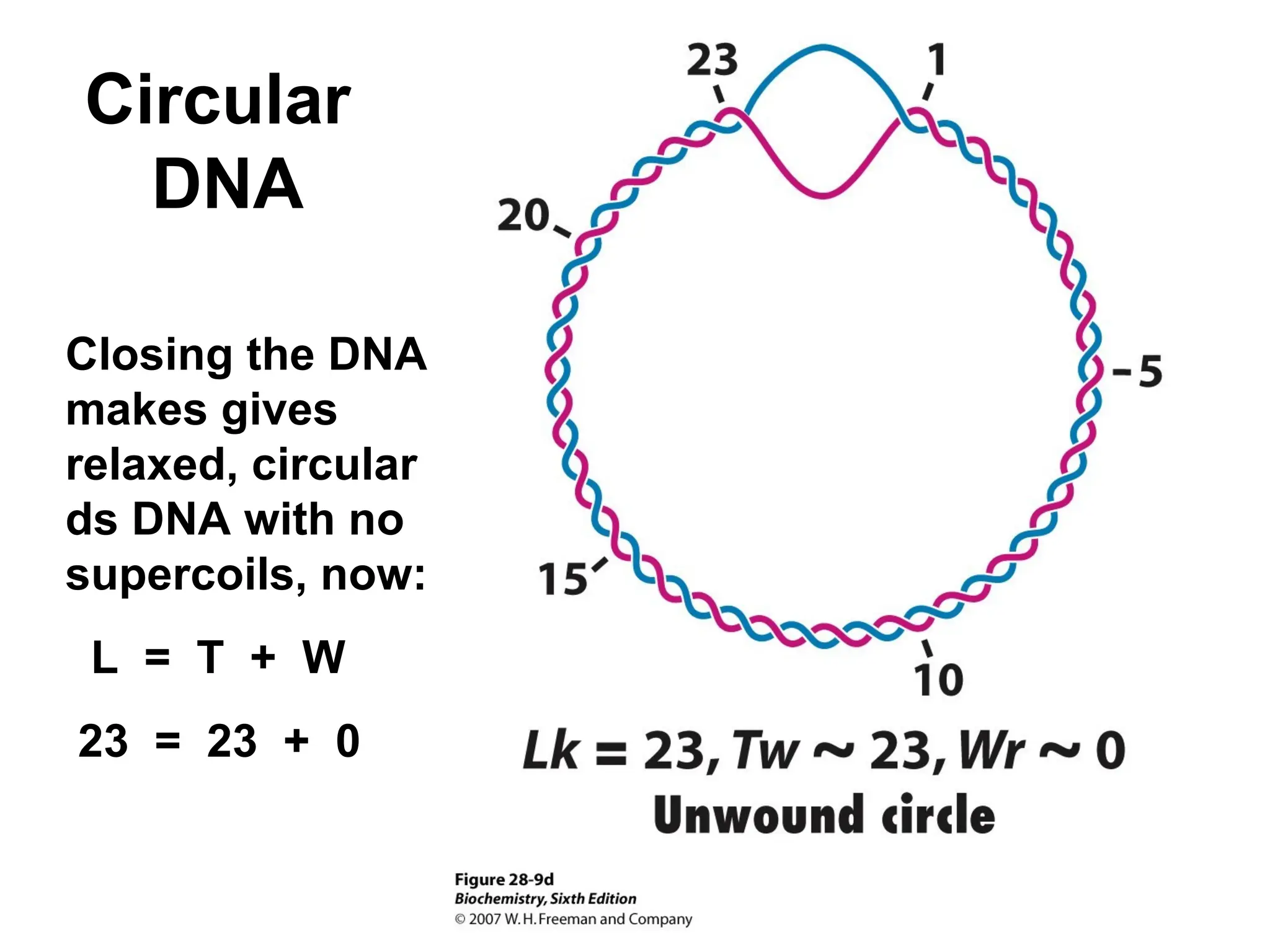 Circular
DNA
Closing the DNA
makes gives
relaxed, circular
ds DNA with no
supercoils, now:
L = T + W
23 = 23 + 0
 