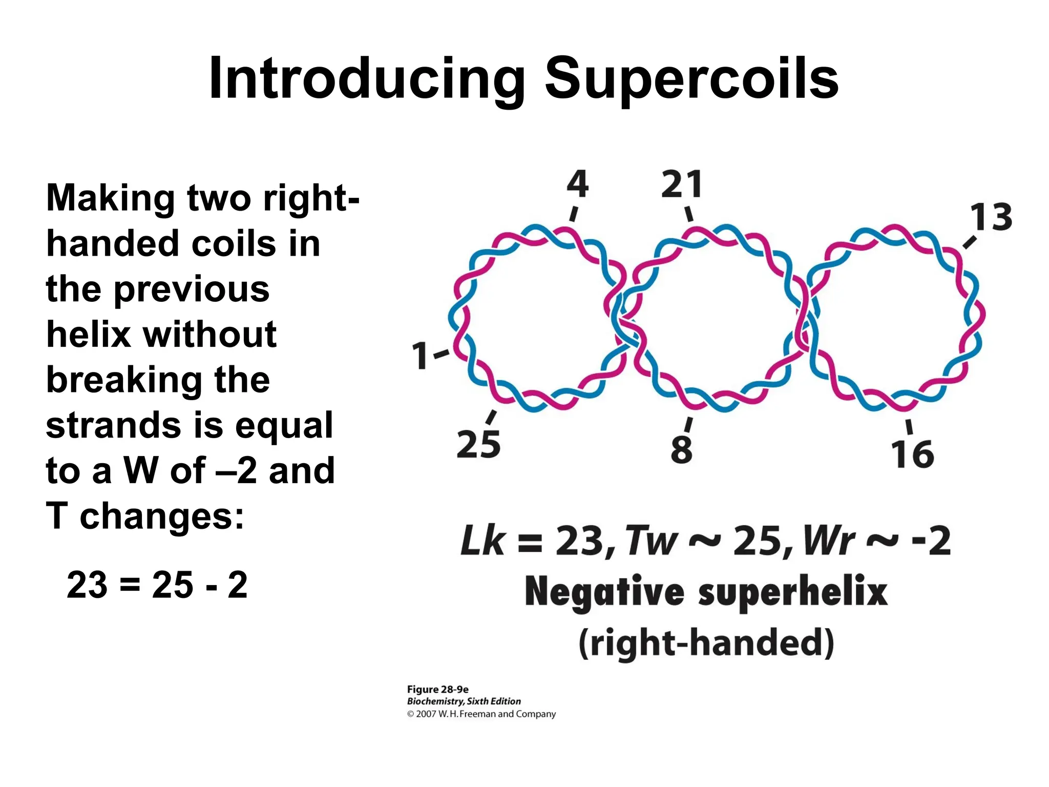 Introducing Supercoils
Making two right-
handed coils in
the previous
helix without
breaking the
strands is equal
to a W of –2 and
T changes:
23 = 25 - 2
 