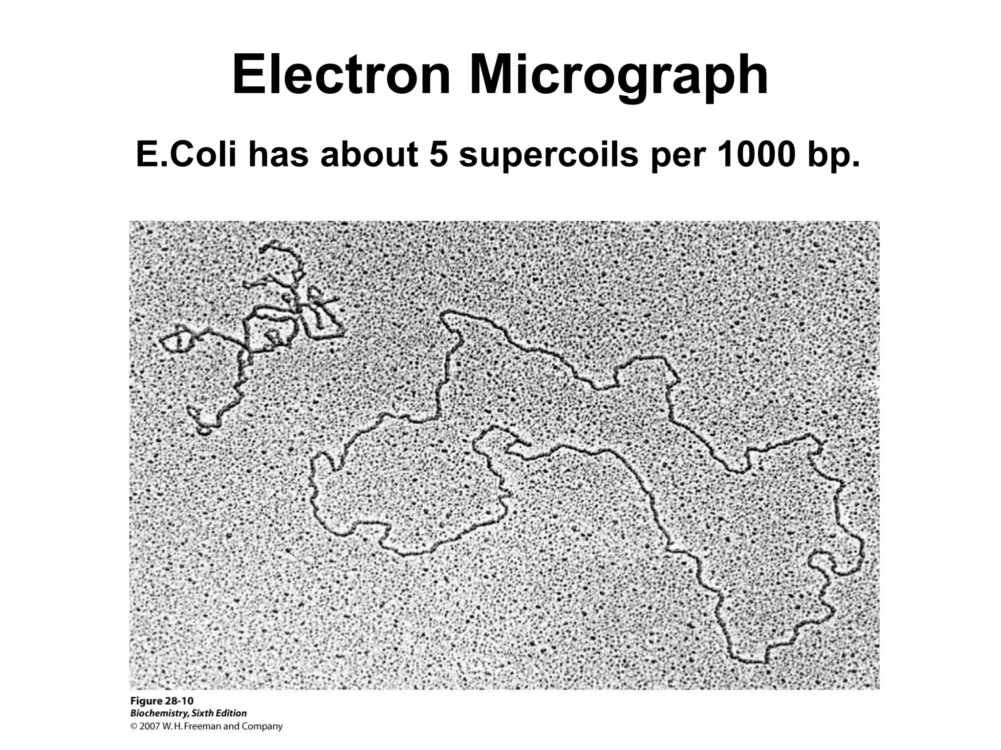 Electron Micrograph
E.Coli has about 5 supercoils per 1000 bp.
 