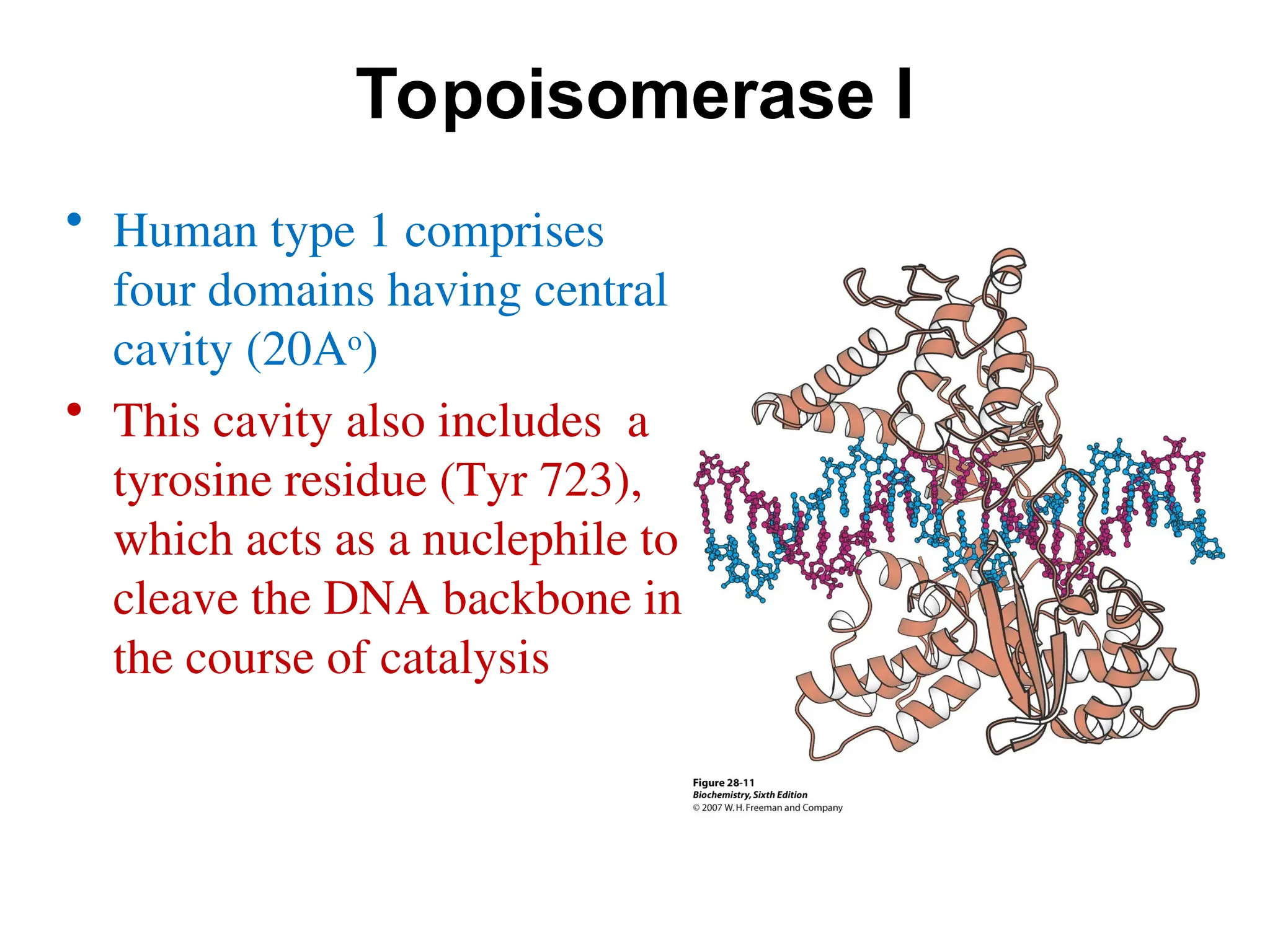 Topoisomerase I
• Human type 1 comprises
four domains having central
cavity (20Ao
)
• This cavity also includes a
tyrosine residue (Tyr 723),
which acts as a nuclephile to
cleave the DNA backbone in
the course of catalysis
 