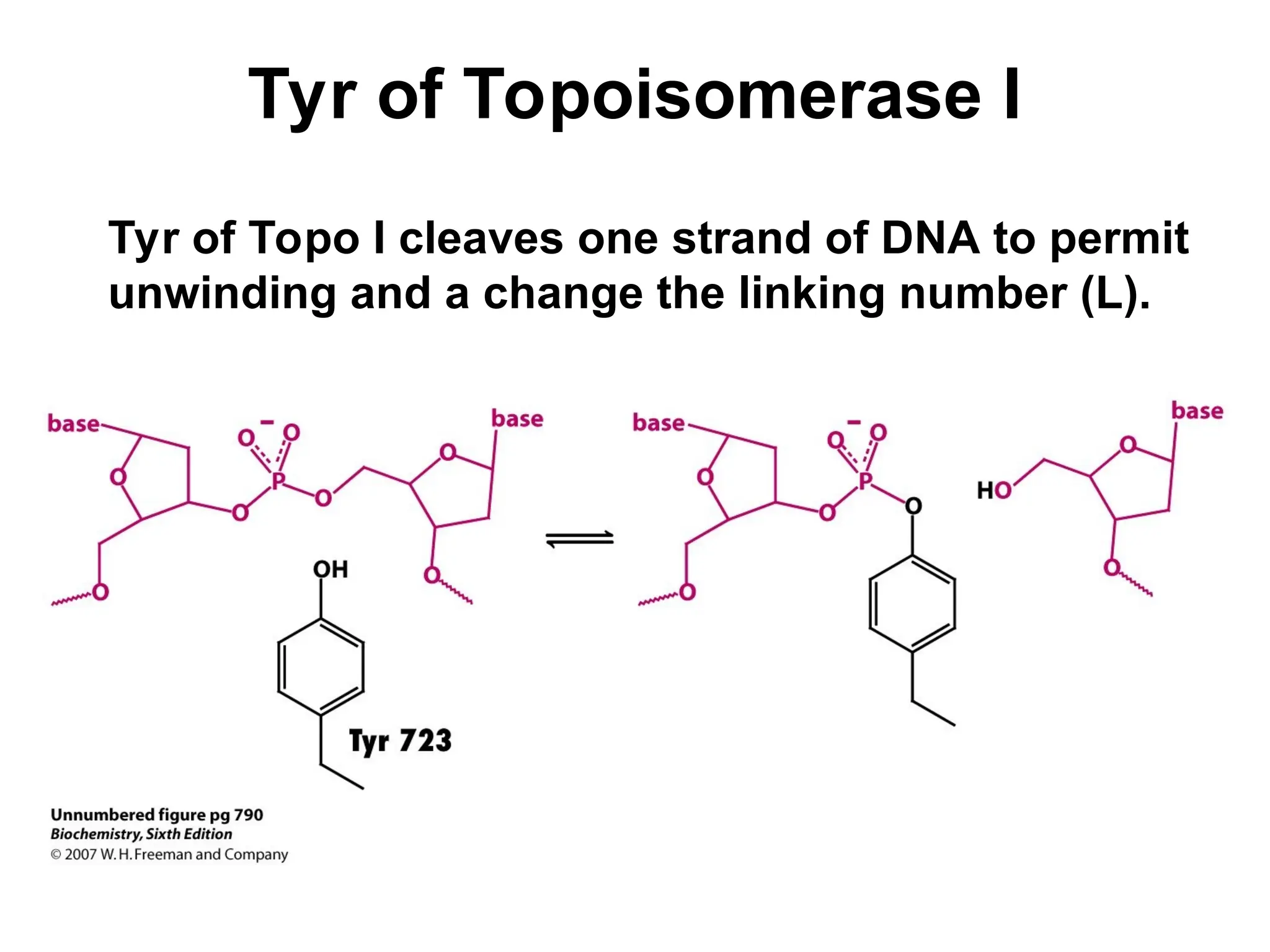Tyr of Topoisomerase I
Tyr of Topo I cleaves one strand of DNA to permit
unwinding and a change the linking number (L).
 