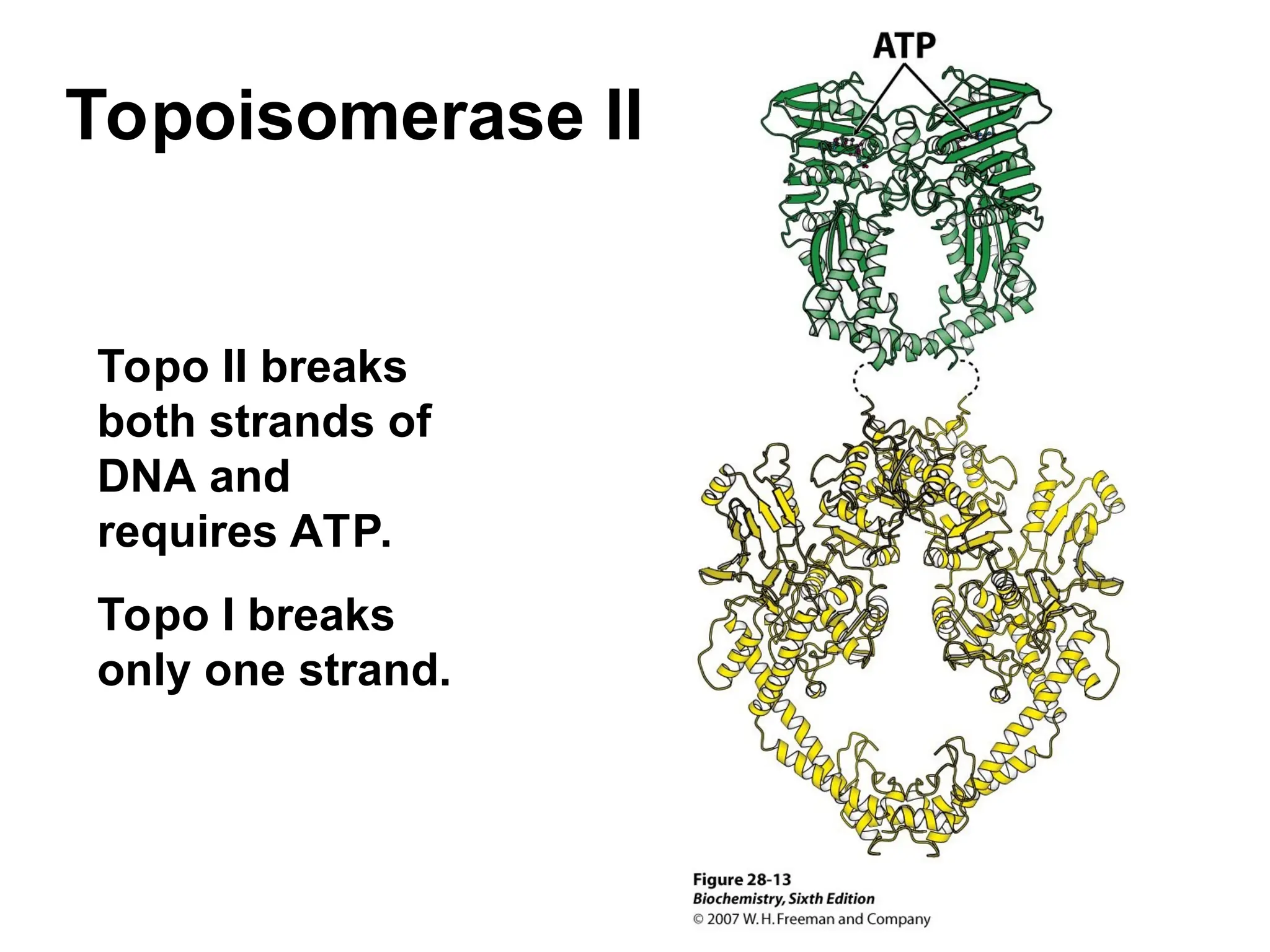 Topoisomerase II
Topo II breaks
both strands of
DNA and
requires ATP.
Topo I breaks
only one strand.
 